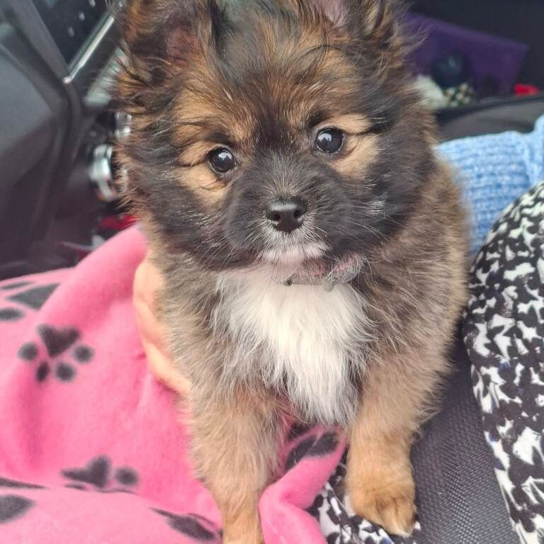 Beautiful Pomchi Puppy