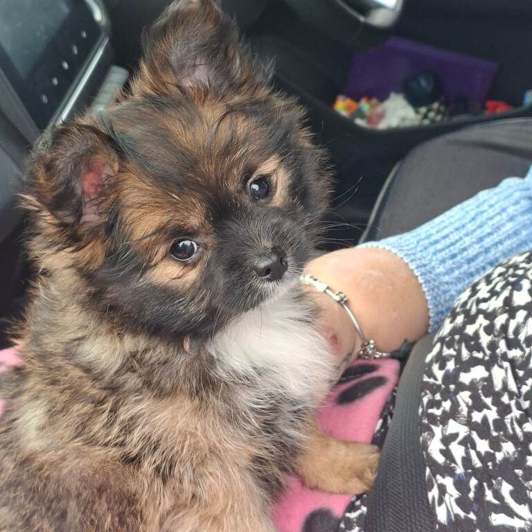 Beautiful Pomchi Puppy - Image 2 of 3