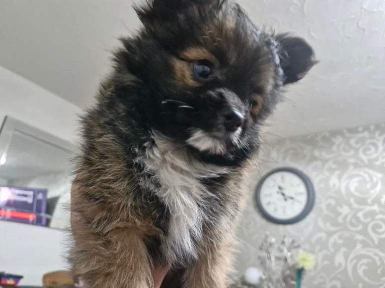 Beautiful Pomchi Puppy - Image 3 of 3