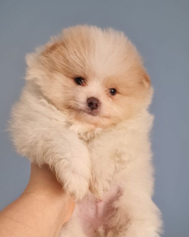 Beautiful pomeranian babies