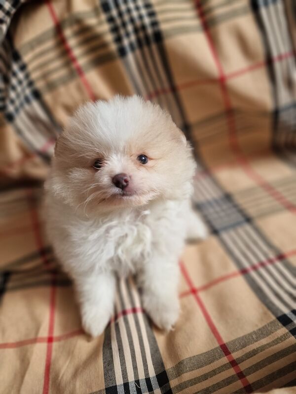 Beautiful pomeranian babies - Image 2 of 15