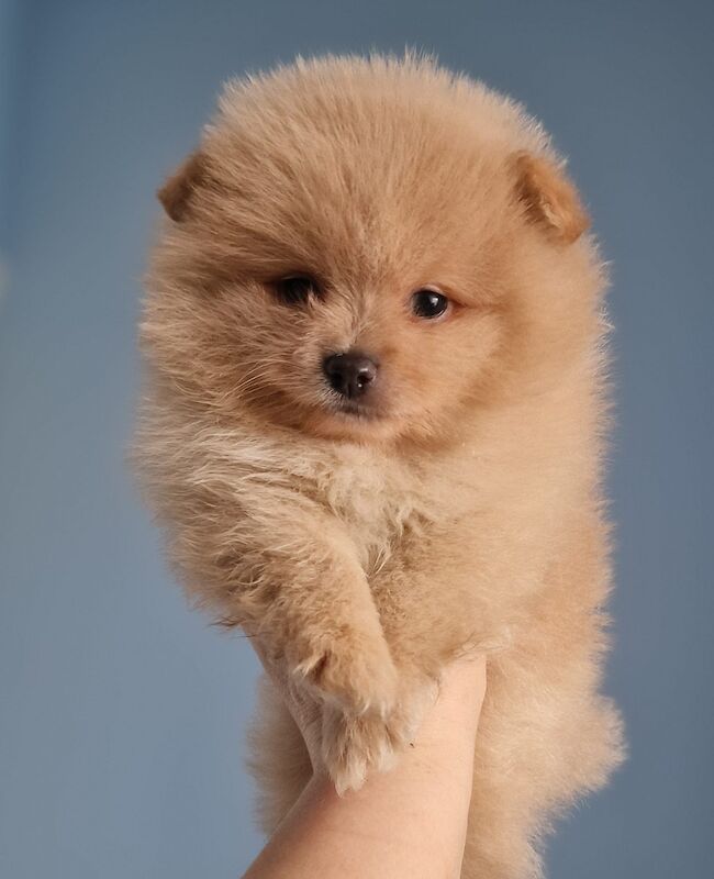 Beautiful pomeranian babies - Image 3 of 15
