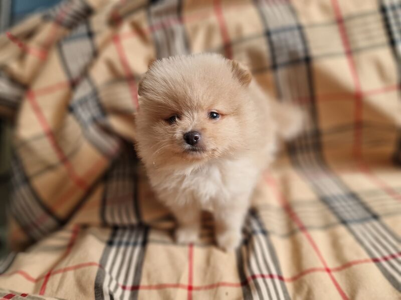 Beautiful pomeranian babies - Image 4 of 15