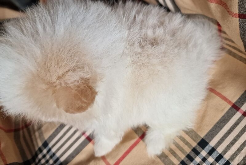 Beautiful pomeranian babies - Image 5 of 15