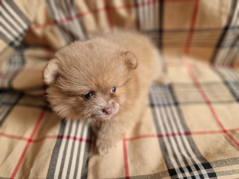 Beautiful pomeranian babies - Image 6 of 15