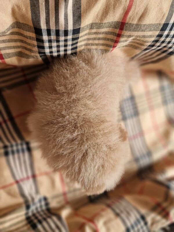 Beautiful pomeranian babies - Image 7 of 15