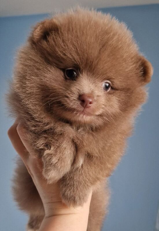 Beautiful pomeranian babies - Image 8 of 15