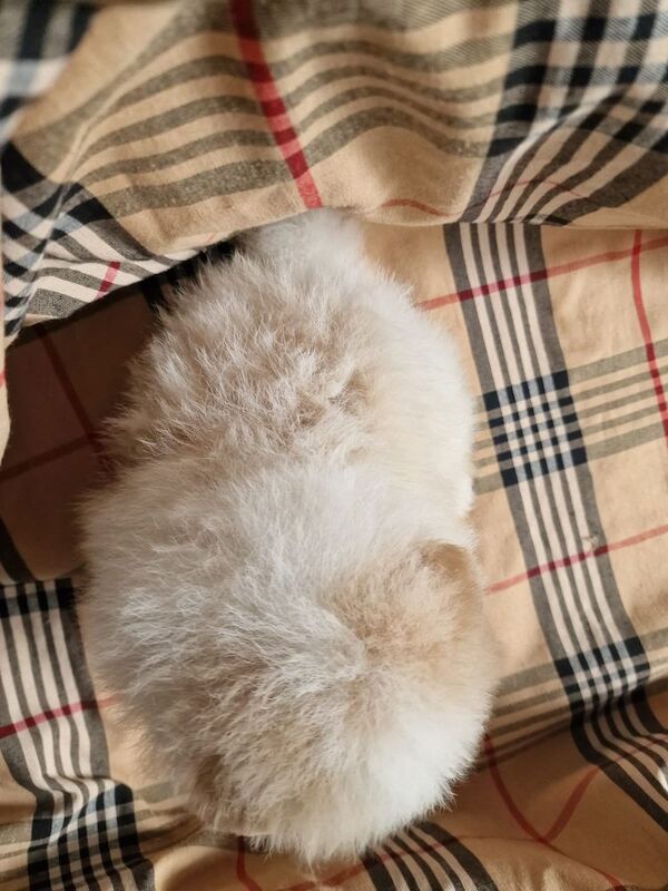 Beautiful pomeranian babies - Image 10 of 15