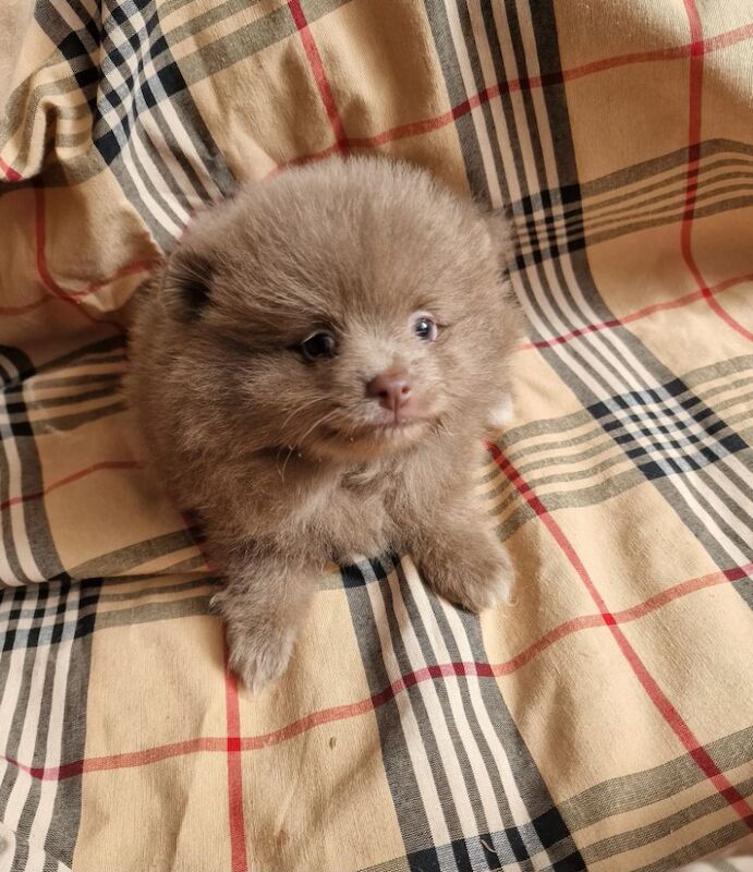Beautiful pomeranian lilac tan girl