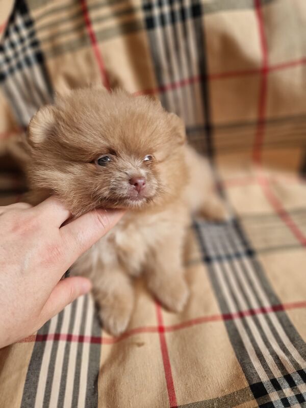 Beautiful pomeranian babies - Image 13 of 15