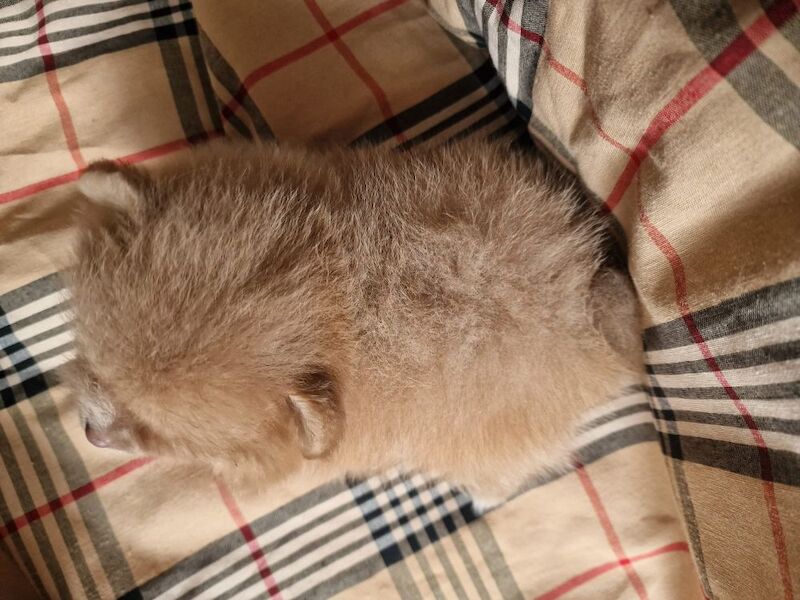 Beautiful pomeranian babies - Image 14 of 15