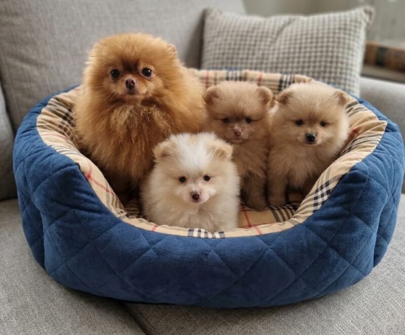 Beautiful pomeranian babies - Image 15 of 15
