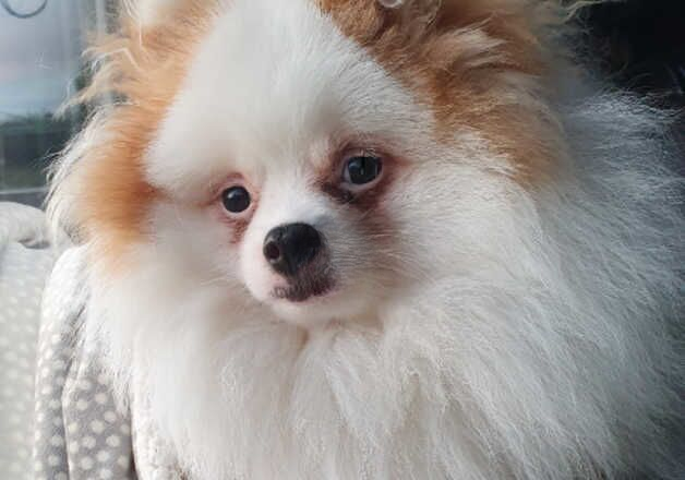 Pomeranian puppies for sale in Aberdeen, City of Aberdeen – 1 year old - Image 2 of 3