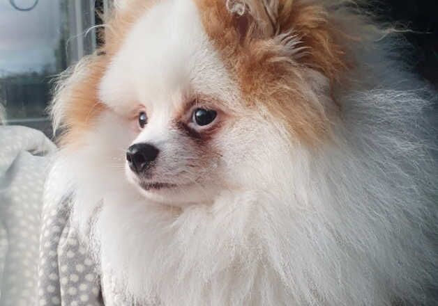 Pomeranian puppies for sale in Aberdeen, City of Aberdeen – 1 year old - Image 3 of 3
