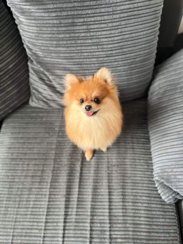 Pomeranian puppies for sale in South Croydon, London – 1 year old - Image 2 of 3