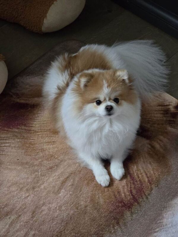 Beautiful Pomeranian female 18 months old - Image 2 of 4