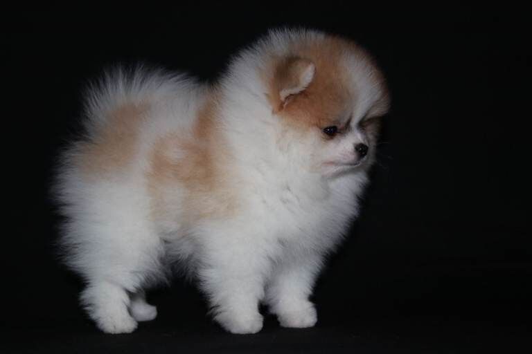 Beautiful Pomeranian female 18 months old - Image 3 of 4