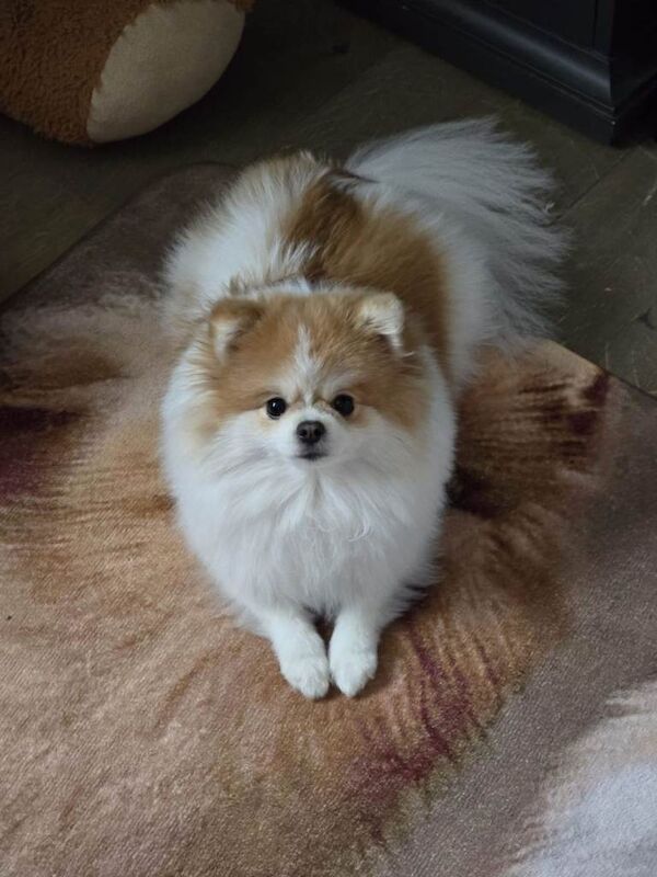 Beautiful Pomeranian female 18 months old - Image 4 of 4