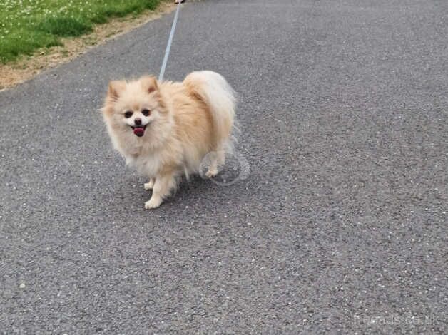 Pomeranian puppies for sale in Peterborough, Cambridgeshire – 3 years old - Image 2 of 5