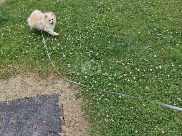 Pomeranian puppies for sale in Peterborough, Cambridgeshire – 3 years old - Image 4 of 5