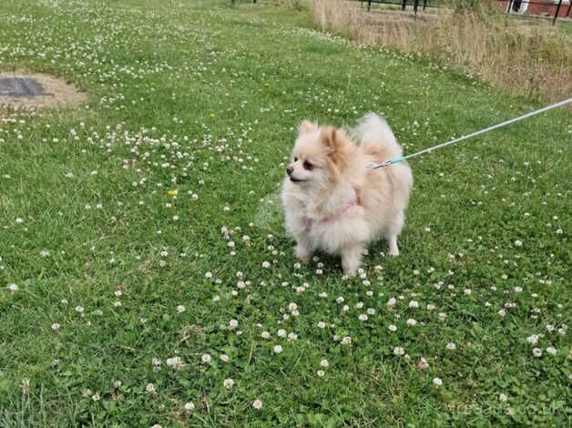Pomeranian puppies for sale in Peterborough, Cambridgeshire – 3 years old - Image 5 of 5