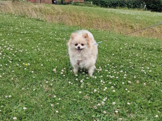 Pomeranian puppies for sale in Peterborough, Cambridgeshire – 4 years old - Image 1 of 5