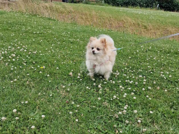 Pomeranian puppies for sale in Peterborough, Cambridgeshire – 4 years old - Image 3 of 5
