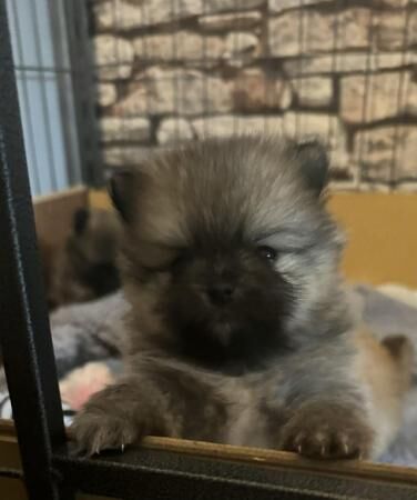 Pomeranian puppies for sale in Strood, Kent – 1 year old - Image 1 of 3
