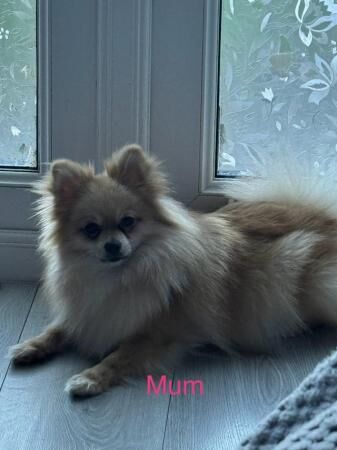 Pomeranian puppies for sale in Strood, Kent – 1 year old - Image 2 of 3