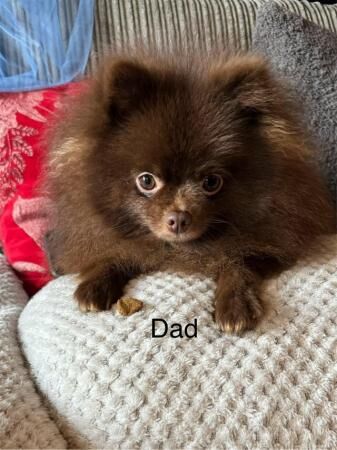 Pomeranian puppies for sale in Strood, Kent – 1 year old - Image 3 of 3