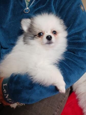 Beautiful Pomeranian puppies for sale in Chichester, West Sussex - Image 1
