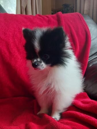 Beautiful Pomeranian puppies for sale in Chichester, West Sussex - Image 2