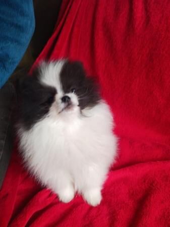 Pomeranian puppies for sale in Chichester, West Sussex – 1 year old - Image 3 of 5