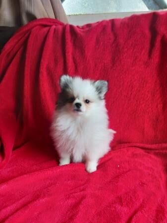 Pomeranian puppies for sale in Chichester, West Sussex – 1 year old - Image 4 of 5