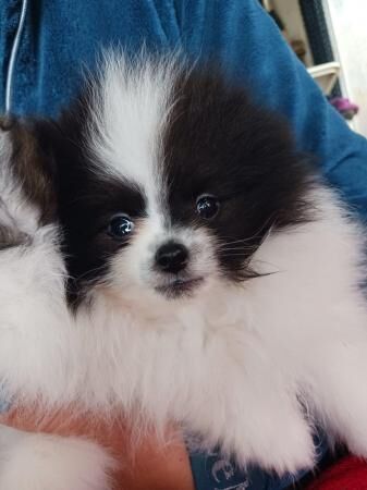 Pomeranian puppies for sale in Chichester, West Sussex – 1 year old - Image 5 of 5