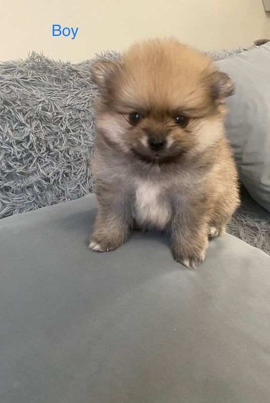 Pomeranian puppies for sale in Castleford, West Yorkshire – 5 weeks old