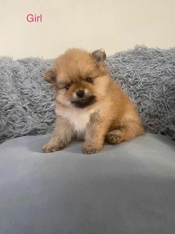 Pomeranian puppies for sale in Castleford, West Yorkshire – 5 weeks old - Image 2 of 3