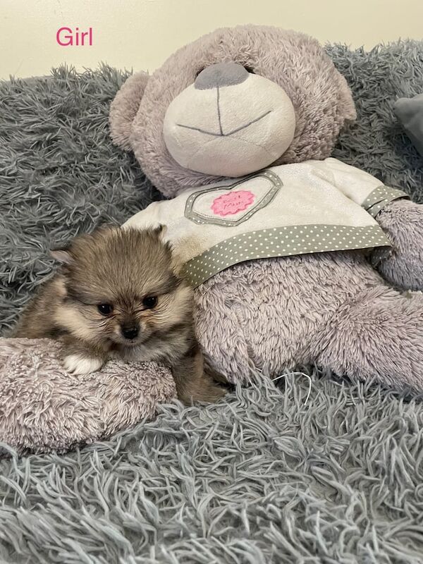 Pomeranian puppies for sale in Castleford, West Yorkshire – 5 weeks old - Image 3 of 3