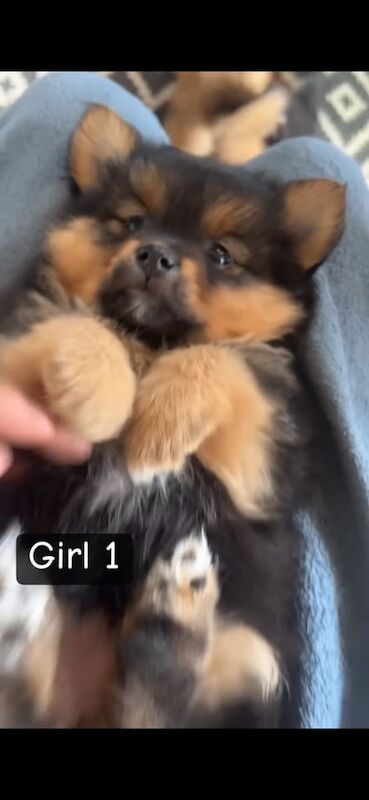 Blue Pomeranian puppies for sale in North West London, London – 8 weeks old