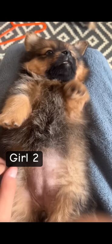 Pomeranian puppies for sale in North West London, London – 8 weeks old - Image 2 of 3