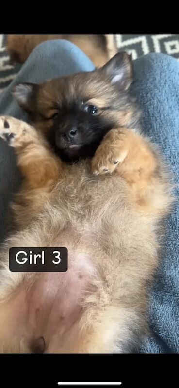 Pomeranian puppies for sale in North West London, London – 8 weeks old - Image 3 of 3