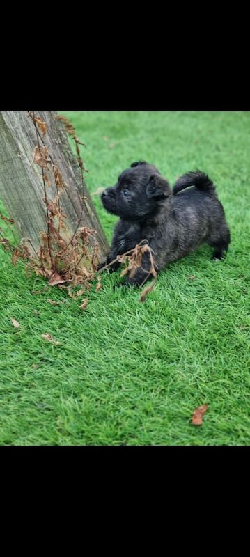 Pomeranian puppies for sale in Llanelli, Dyfed – 8 weeks old