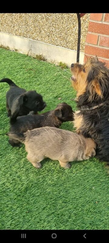 Pomeranian puppies for sale in Llanelli, Dyfed – 8 weeks old - Image 2 of 3