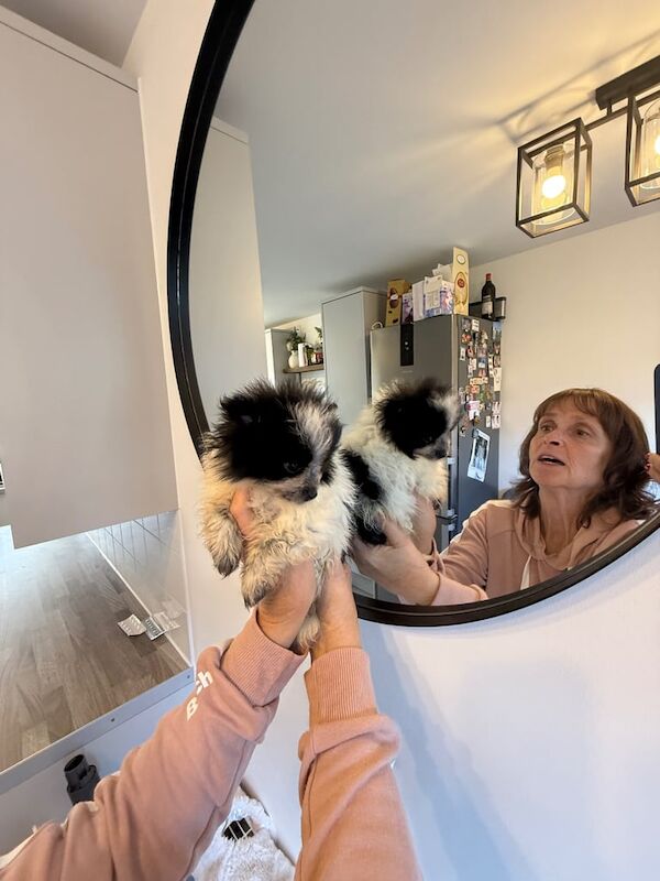Pomeranian puppies for sale in Hailsham, East Sussex – 8 weeks old