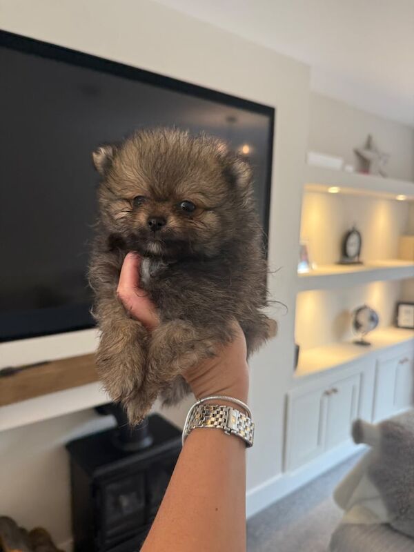 Pomeranian puppies for sale in Hailsham, East Sussex – 8 weeks old - Image 2 of 3