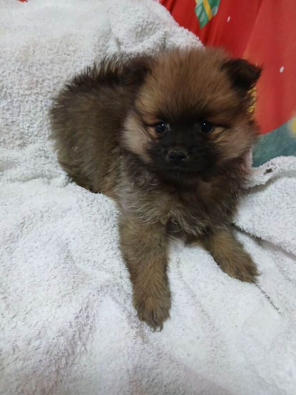 Pomeranian puppies for sale in Enniskillen, County Fermanagh – 8 weeks old