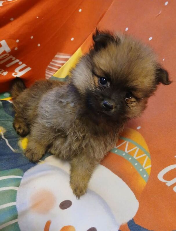 Pomeranian puppies for sale in Enniskillen, County Fermanagh – 8 weeks old - Image 2 of 6