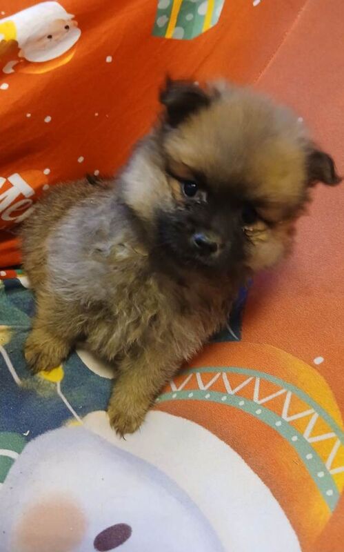 Pomeranian puppies for sale in Enniskillen, County Fermanagh – 8 weeks old - Image 3 of 6