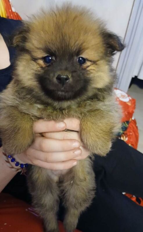 Pomeranian puppies for sale in Enniskillen, County Fermanagh – 8 weeks old - Image 4 of 6