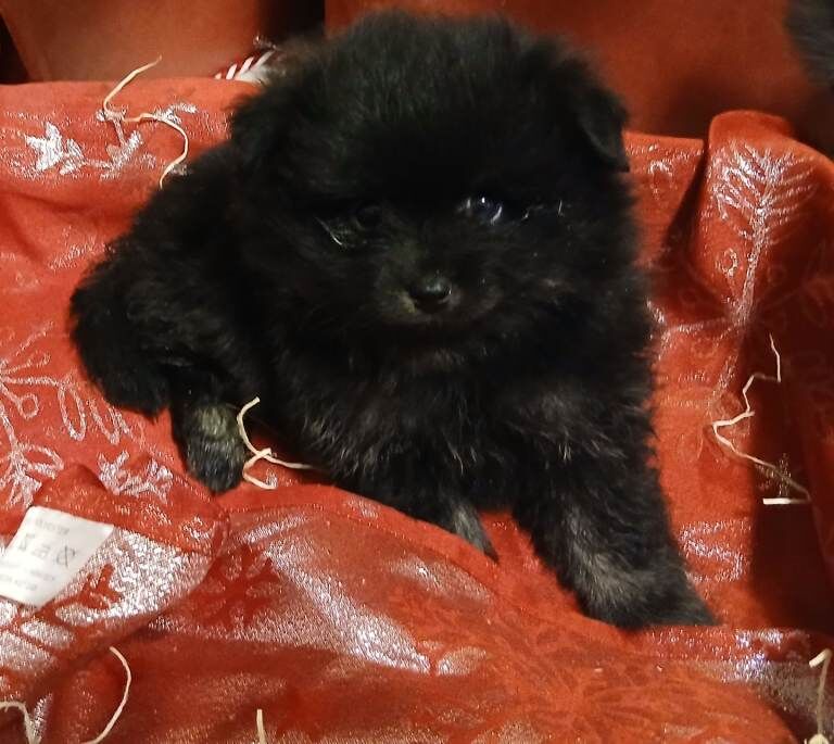 Pomeranian puppies for sale in Enniskillen, County Fermanagh – 8 weeks old - Image 5 of 6
